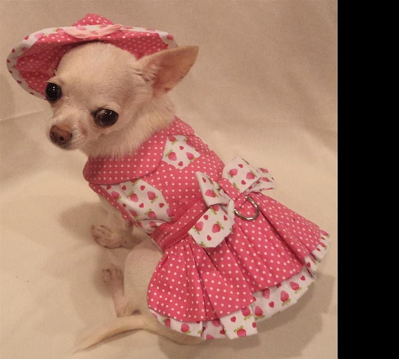 Dog in strawberry dress, dress, little, strawberry, chien, animal, sweet, hat, cute, perra, girl, funny, fresa, dog, HD wallpaper