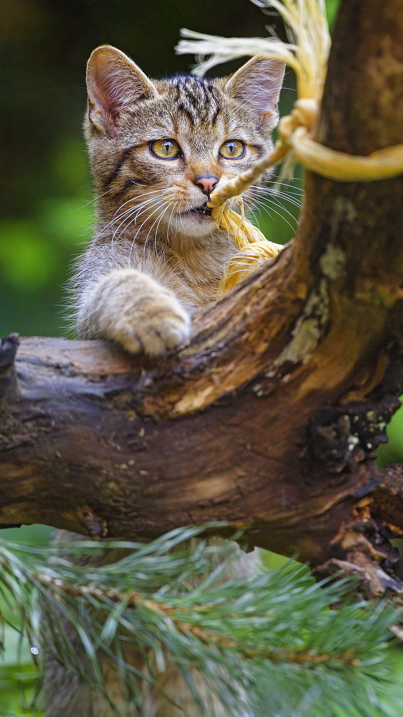 Wild cat, animal, play, cute, HD phone wallpaper | Peakpx