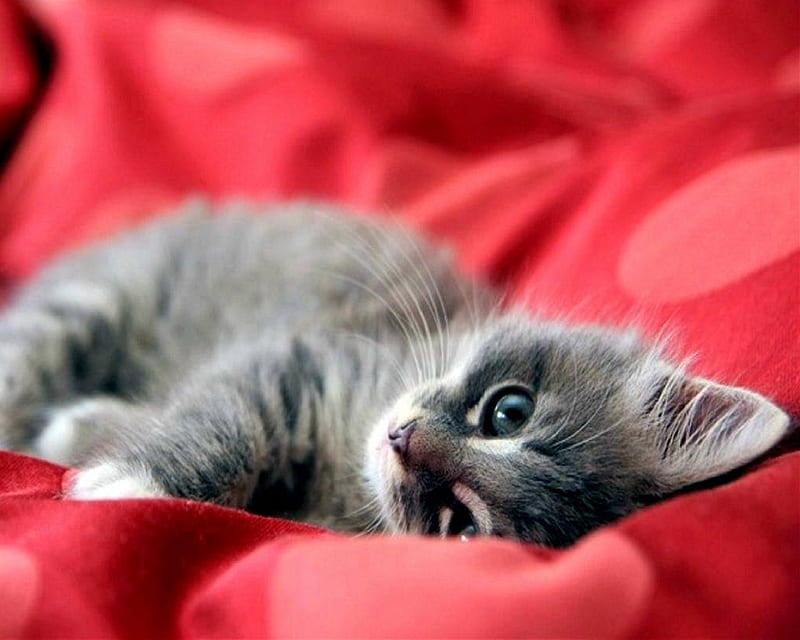Cute Cat, bonito, good night kitten, kitty, nice, HD wallpaper
