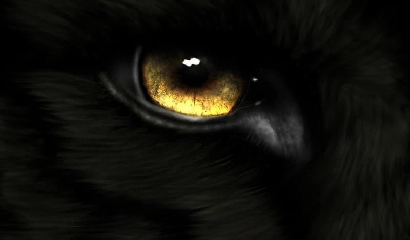 Eye of the wolf, gold, close up, eye, black, wolf, HD wallpaper