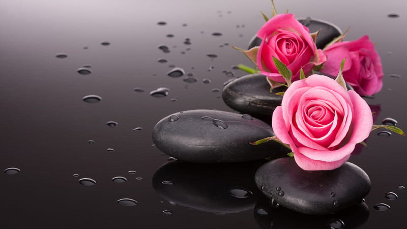 Light Dark Pink Roses With Black Stones And Water Drops Rose, HD wallpaper