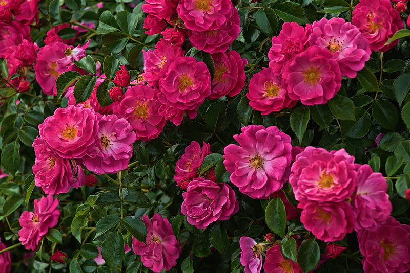 Roses, vara, green, rose, wild, flower, summer, pink, trandafir, bush, HD wallpaper