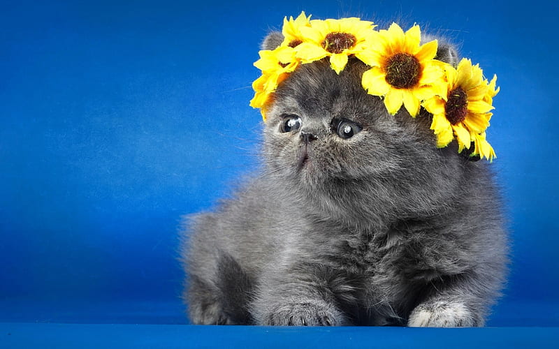 Persian cat, small gray kitten, cute animals, pets, long-haired cat, HD wallpaper