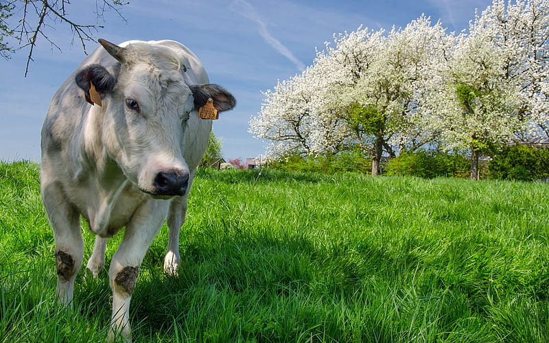 cow, spring, green meadow, grass, farm, HD wallpaper