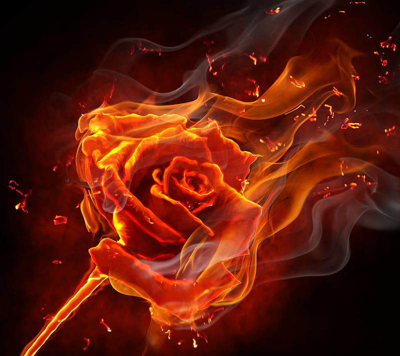 fire rose, flame, flower, HD wallpaper