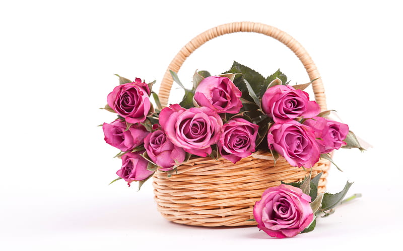 pink roses in a basket, roses on a white background, wicker basket, pink roses, beautiful flowers, roses, HD wallpaper