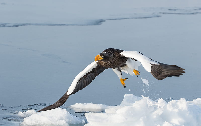 Birds, Steller's sea eagle, Bird, Flight, Steller's Sea Eagle, predator (Animal), HD wallpaper