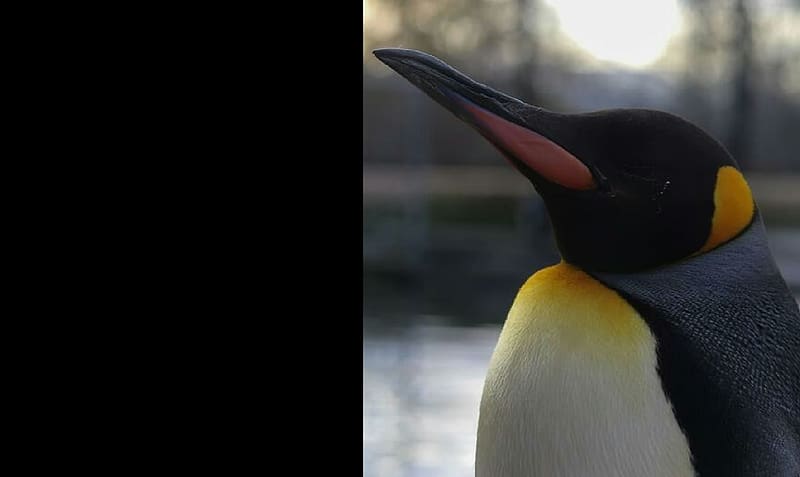 Pingüino, animales, ornitología, pájaros, zoología, Fondo de pantalla HD |  Peakpx