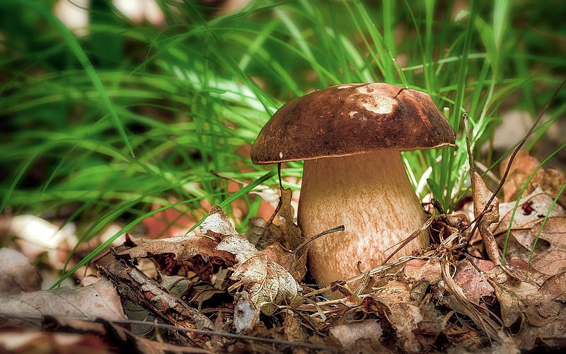 Mushroom, autumn, leaves, grass, HD wallpaper