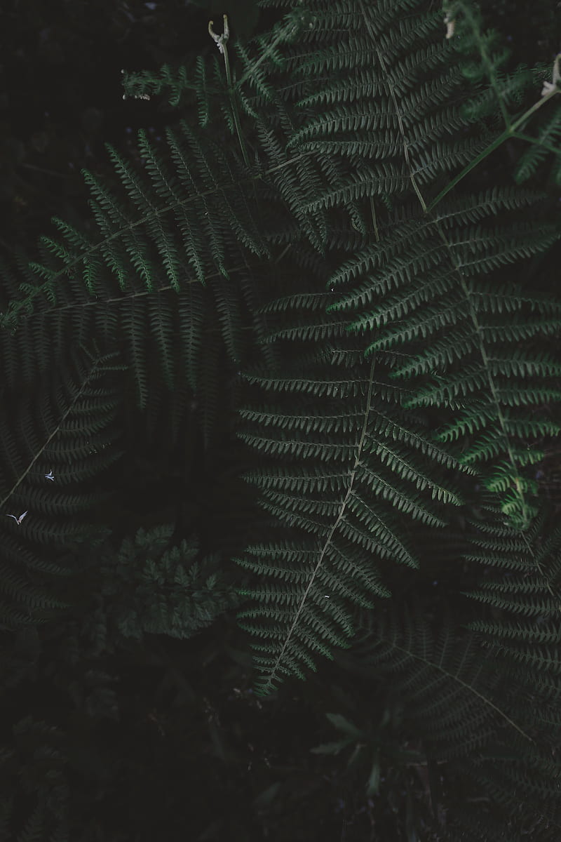 fern, bush, branch, plant, HD phone wallpaper