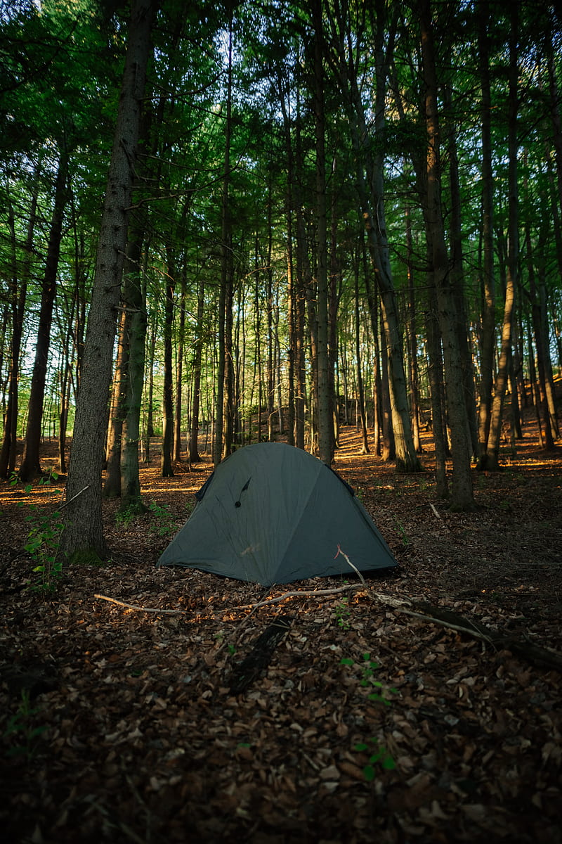 tent, camping, forest, trees, HD phone wallpaper