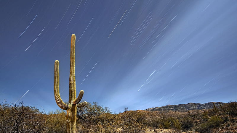 stars over sauaro national park in arizona, deser, stars, sky, cactus, HD wallpaper