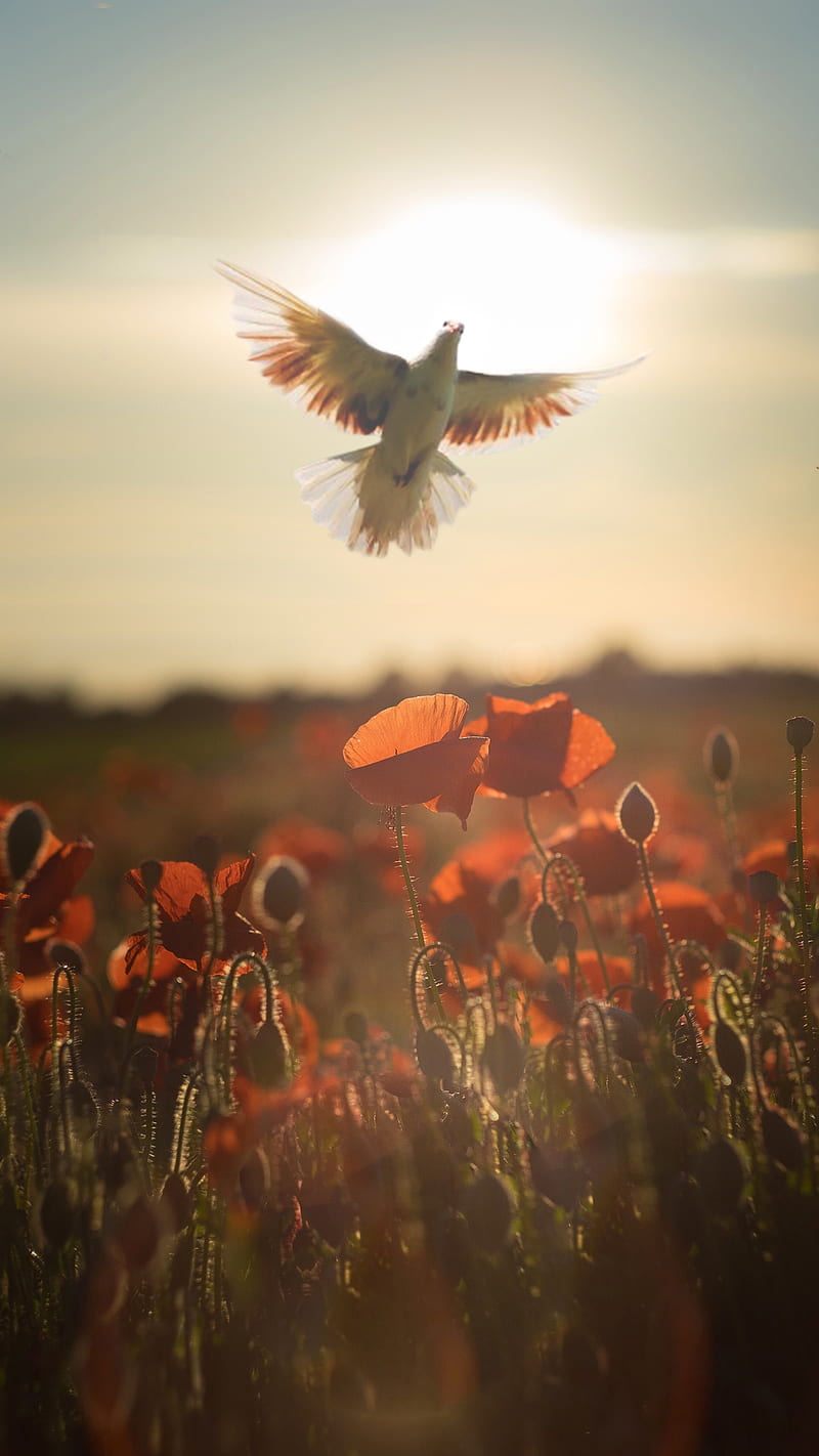 Dove, Lui, Meadow, amazing, amoled, art, background, best, breeze, calm, chill, flower, flowers, fly, flying, dom, , nature, outside, graphy, poppy, relax, relaxing, smartphone, sunset, symbolic, view, walk, , wind, HD phone wallpaper