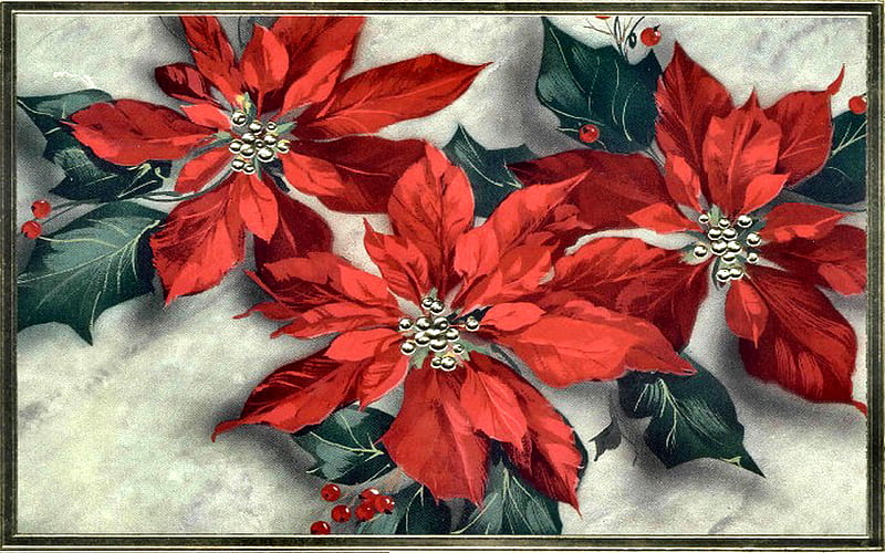 Poinsettias 1, art, christmas, painting, wide screen, flowers, pointsiettas, artwork, floral, HD wallpaper