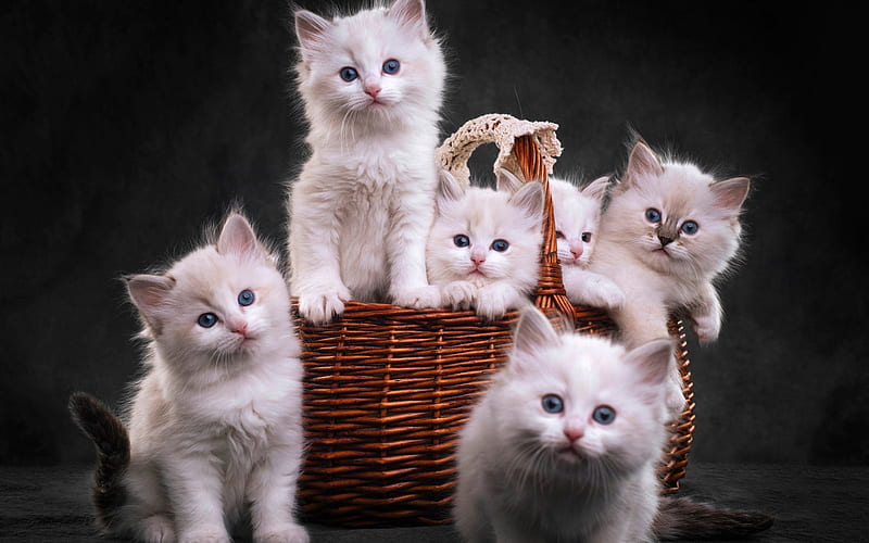ragdoll, small kittens, cat family, cute fluffy white kittens, little cats, HD wallpaper