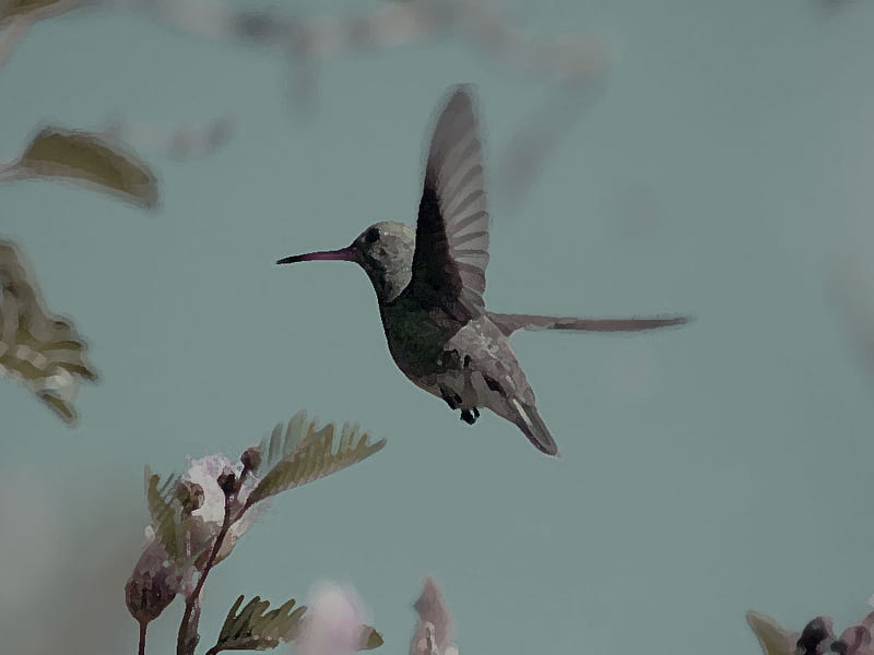 hummingbird, small bird, birds, spring, nectar, feathers, HD wallpaper
