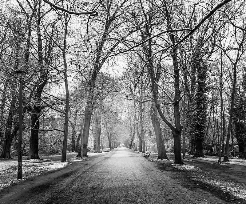 Grayscale Of Road Between Bare Trees Hd Wallpaper Peakpx