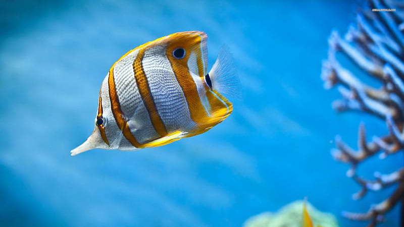 Copperband butterflyfish, Chelmon rostratus, Yellow banding and long snout, Monogamous, Beaked coral fish, HD wallpaper