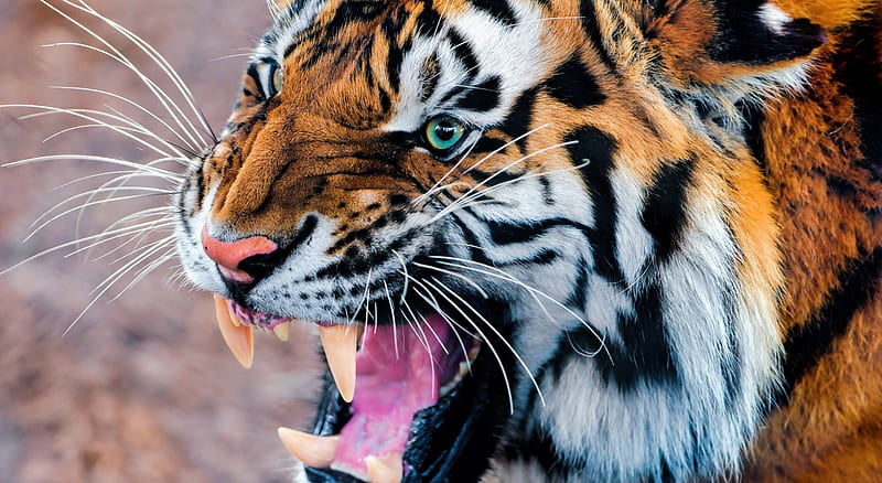 Snarling tiger wild, tigers, wildlife, animals, wild animals, big cats, HD wallpaper
