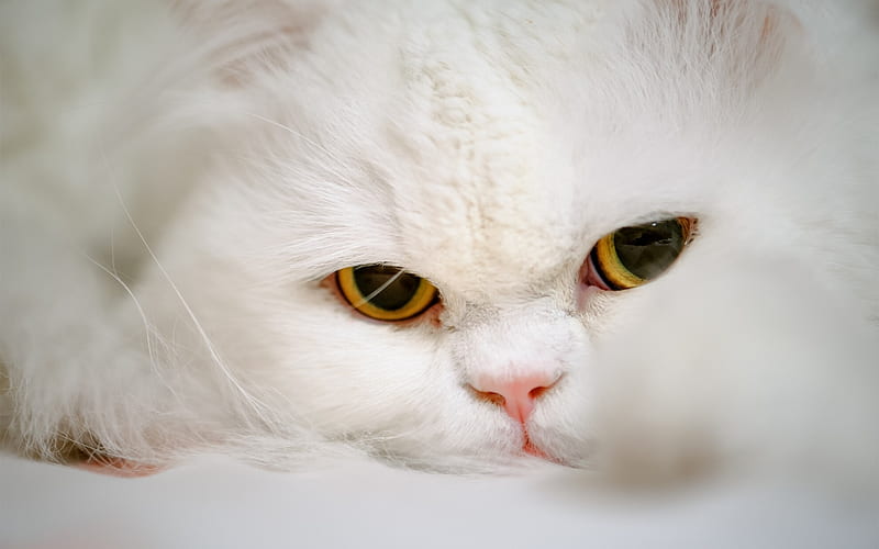 persian cat, muzzle, pets, white cat, cute animals, cats, white persian cats, HD wallpaper