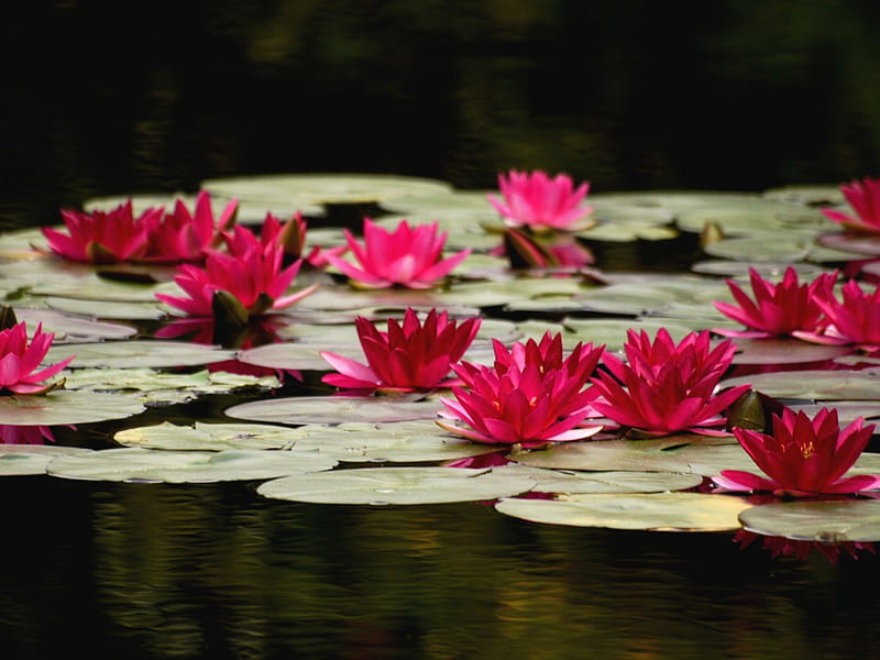 LOTUS POND, pond, flowers, pads, lotus, HD wallpaper