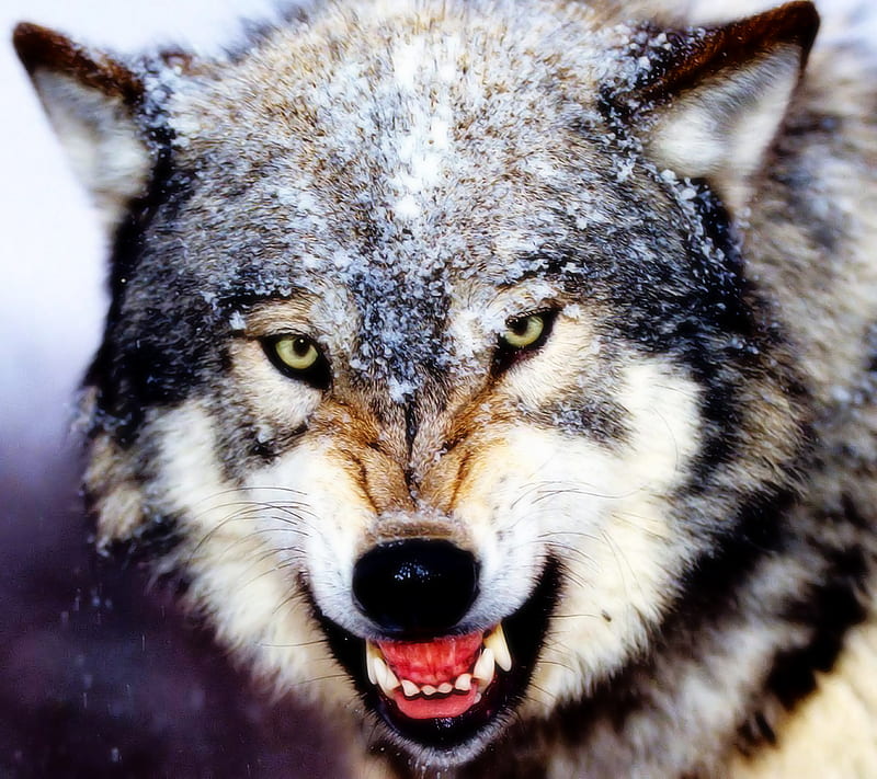 Angry Wolf, snow, HD wallpaper