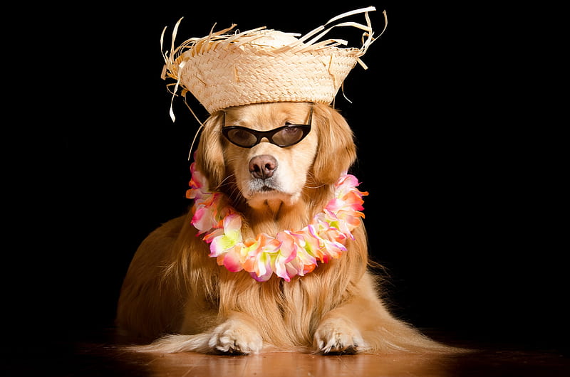 Aloha!, hawaii, caine, black, aloha, golden retriever, animal, hat, sunglasses, flower, funny, white, pink, dog, HD wallpaper
