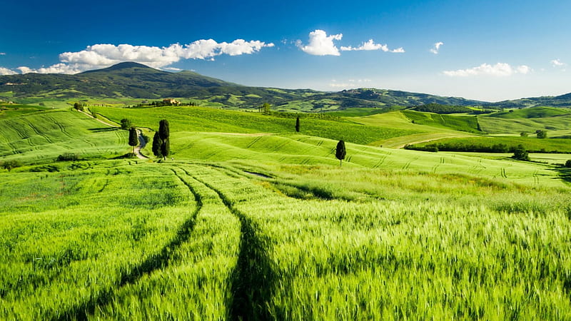 Green Fields in Tuscany, Tuscany, Green, Landscapes, Fields, Nature, HD wallpaper