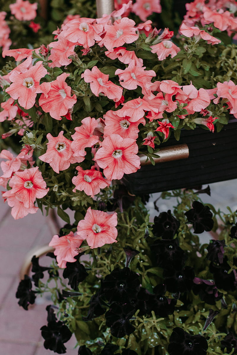 Close-up of Pink Petunia Flowers, HD phone wallpaper
