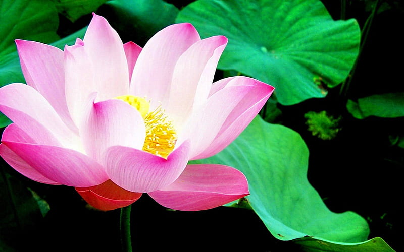 LOTUS BEAUTY, leaves, lilly pads, flower, beauty, nature, pink, HD wallpaper