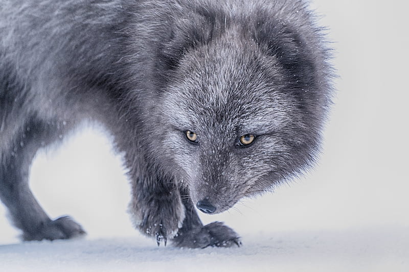 arctic fox, fox, glance, animal, gray, HD wallpaper