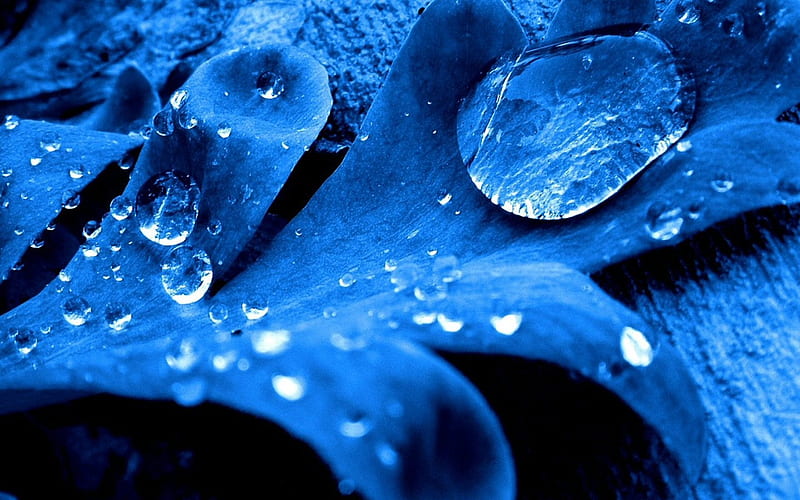 dew drops, blue leaf, plant, HD wallpaper