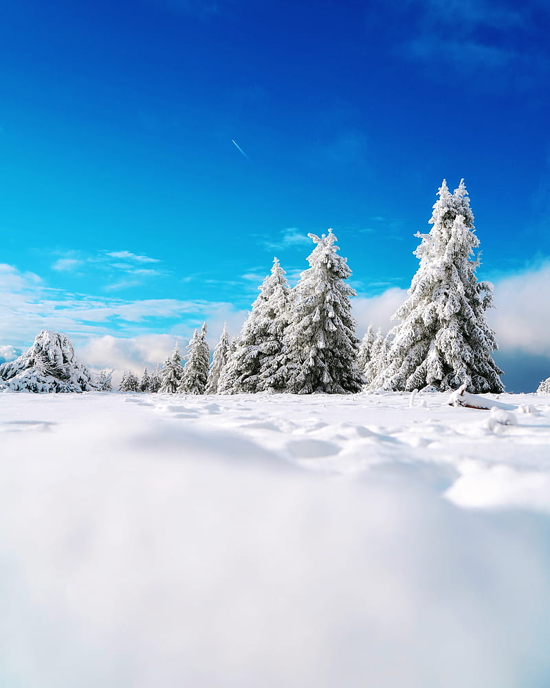 snow covered pine trees under blue sky during daytime, HD phone wallpaper