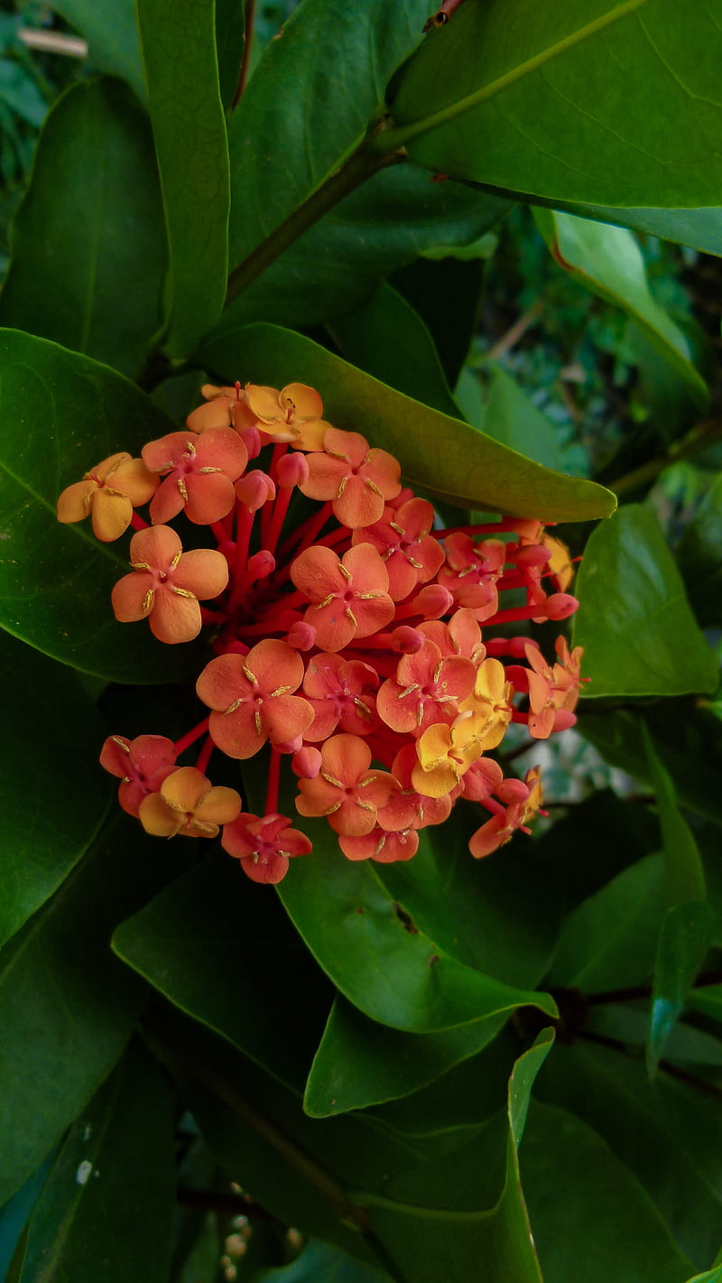 Flor de naranja roja, flores, amor, Fondo de pantalla de teléfono HD