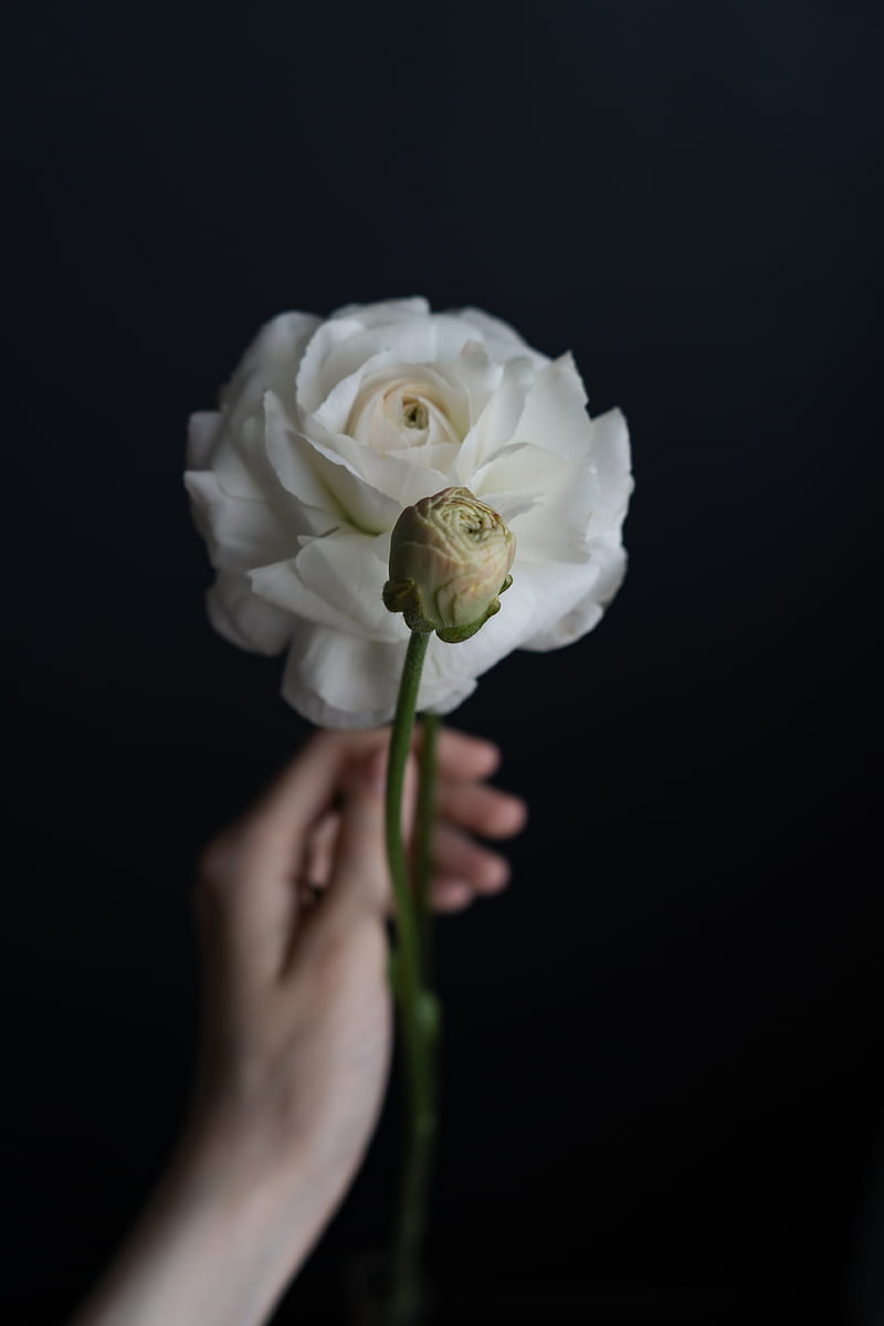 white rose in bloom close up, HD phone wallpaper