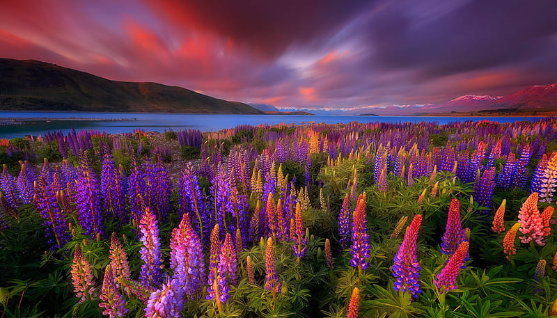 Springtime rush of lake Tekapo, pretty, colorful, lupin, springtime, bonito, sky, clouds, lake, rush, flowers, New Zealand, Tekapo, field, meadow, HD wallpaper