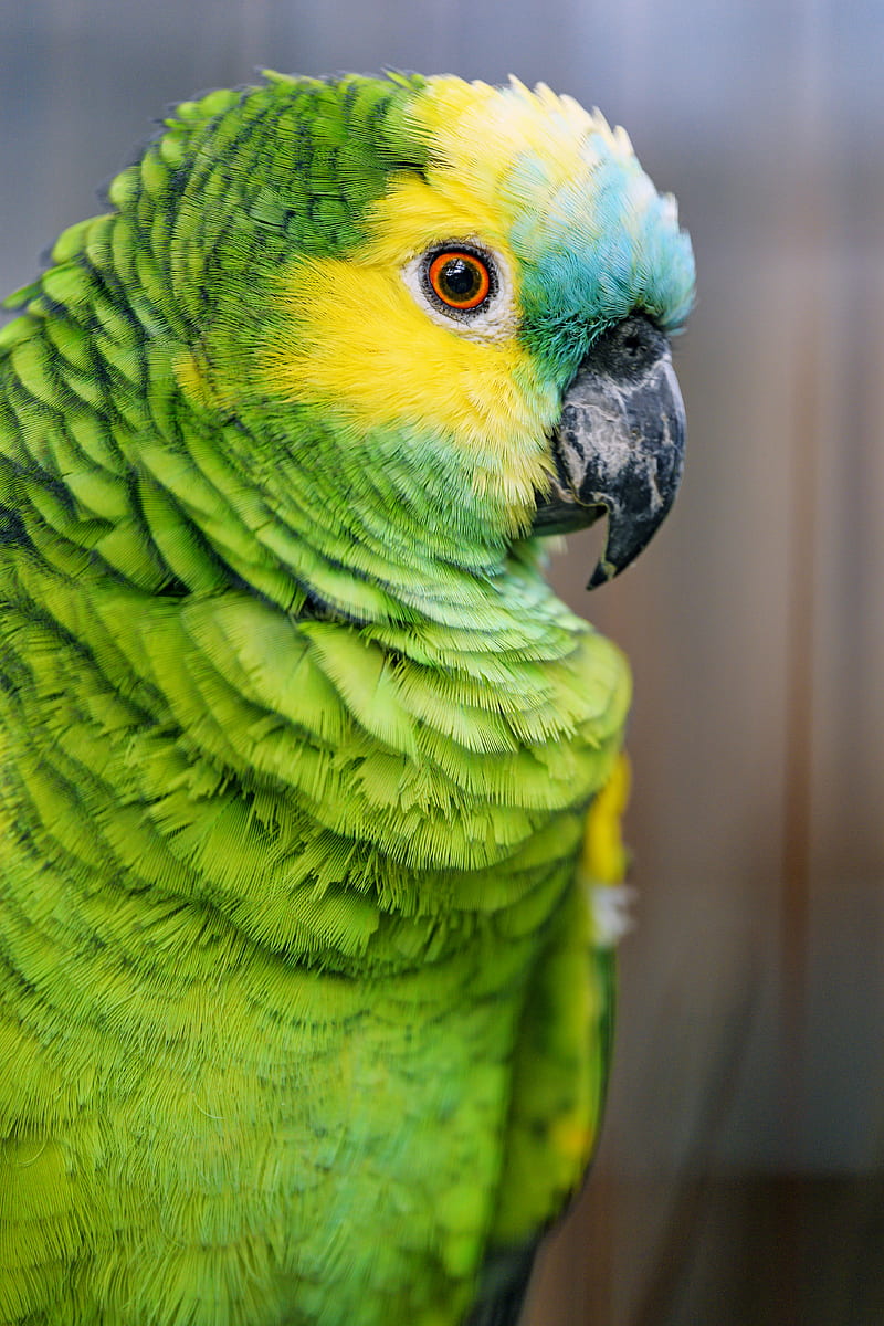 blue-fronted amazon, parrot, bird, green, HD phone wallpaper