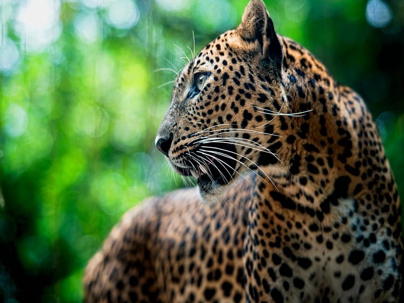 Spotted hunter, spotted, leopard, cat, hunter, HD wallpaper | Peakpx