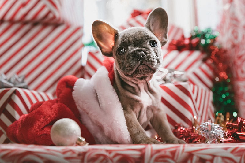 brindle French bulldog puppy in Santa hat, HD wallpaper