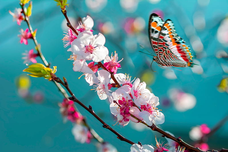 Animal, Butterfly, Blossom, Flower, Insect, Macro, Spring, HD wallpaper