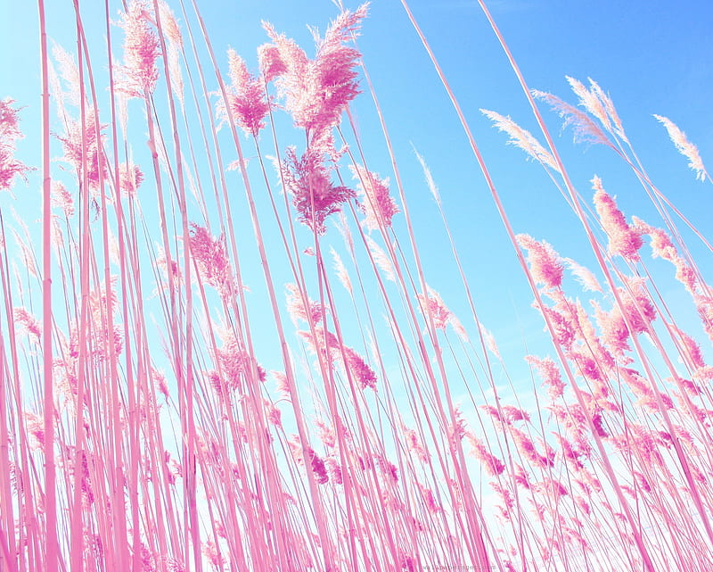 Pink Grass, garden, nature, pink, skyscape, HD wallpaper