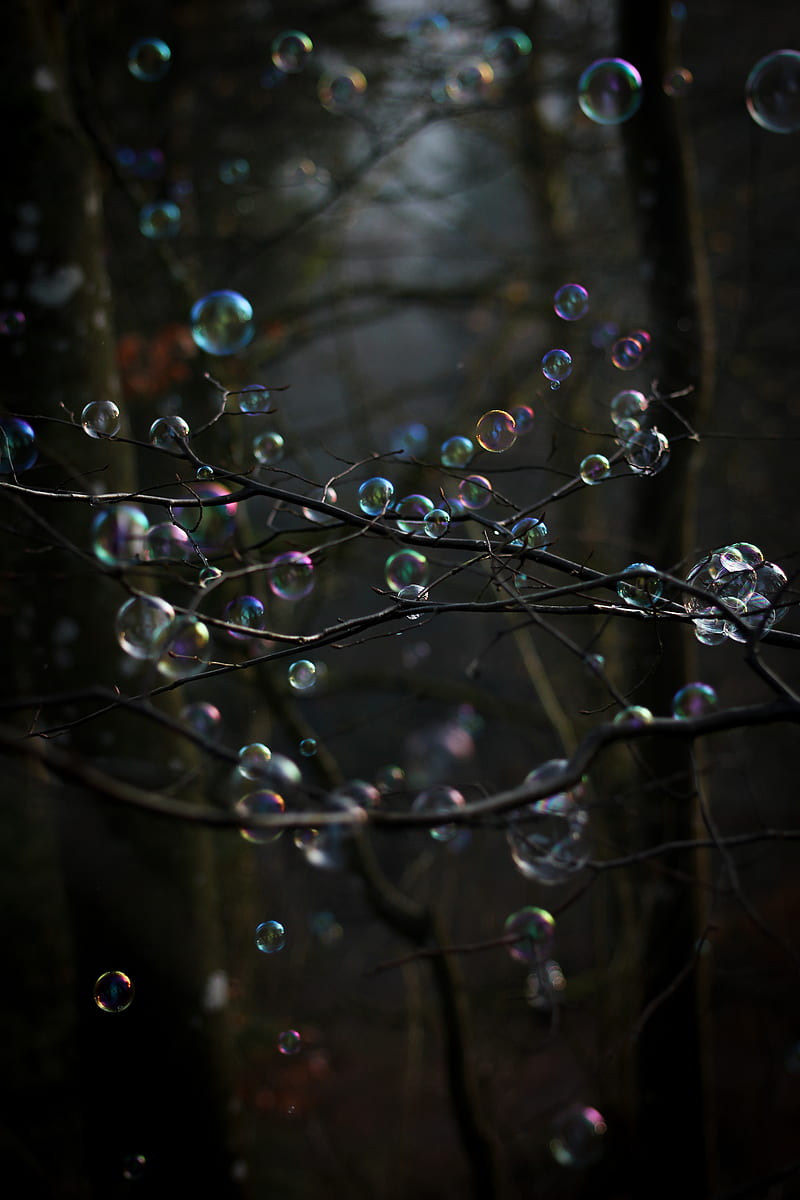 soap bubbles, bubbles, branches, trees, HD phone wallpaper