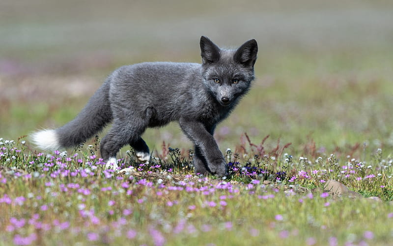 black fox, little fox, wildlife, forest, wild animals, HD wallpaper