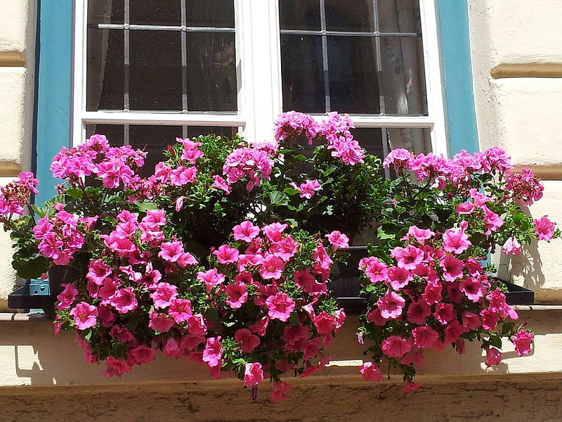 Geranium - Window, Pink, Window, Geranium, bonito, Flowers, HD wallpaper