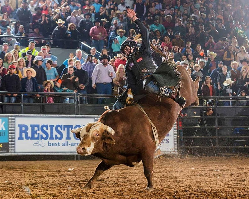 Bull Rider Colten Fritzlan, Helmet, Cowgirls, Reins, Bull Rider, Rookie, Cowboy, Spectators, Cute, Gate, Rodeo, HD wallpaper