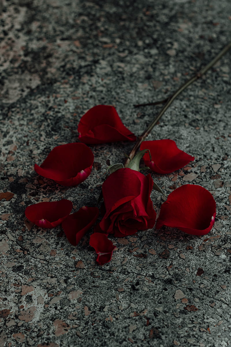 rose, flower, petals, red, surface, HD phone wallpaper