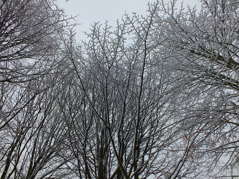 Winter Trees, forest, tree, snow, december, 2012, trees, winter, HD wallpaper