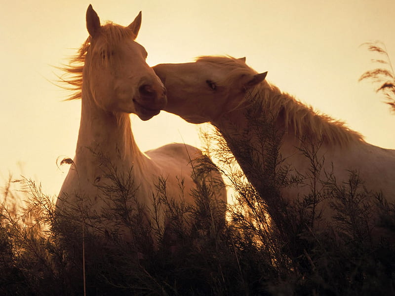 Camargue Horses, france, wild, love, gris, horses, HD wallpaper