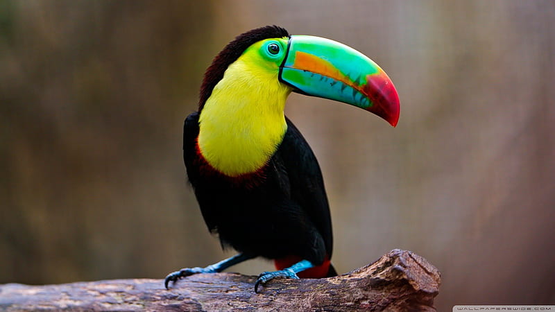 Toucan, beak, multicoloured, bird, HD wallpaper
