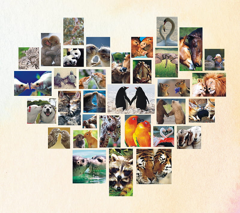 Animal Couples, animal, birds, dogs, tannhauser, HD wallpaper | Peakpx